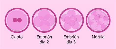 Primeras etapas del desarrollo del embrión