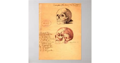 Skulls Poster | Zazzle