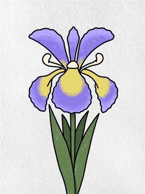 How to Draw an Iris Flower - HelloArtsy