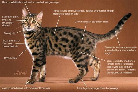 Bengal cat information and guide – Artofit