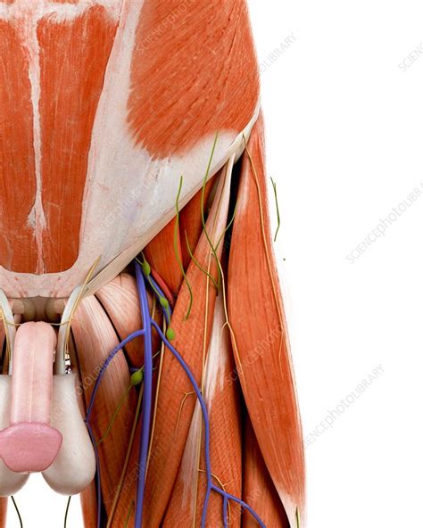 Illustration of the human groin anatomy - Stock Image - F023/6992 ...