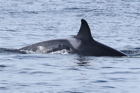 Unbelievable Video: Orca Pods Are Adopting Pilot Whales and No One ...