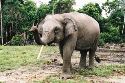 Sumatran Elephant | Animal Wildlife