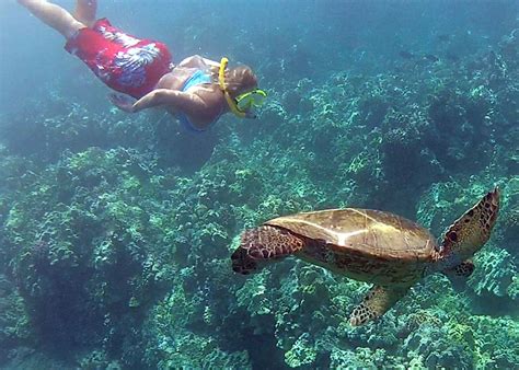 Maui Snorkeling | Maui Wedding Photographer Penny Palmer Photography