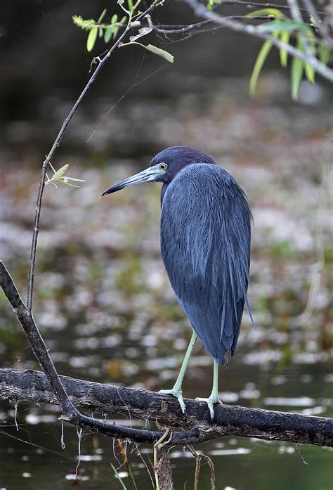 Blue Heron At Florida Everglades Np Photograph by Juergen Roth