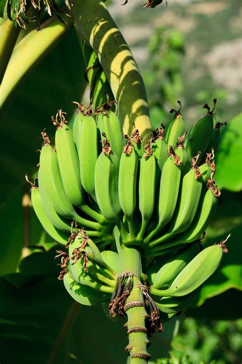 Unripe Bananas Free Stock Photo - Public Domain Pictures