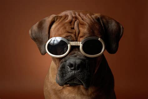 Dog Wearing Sunglasses by Chris Amaral