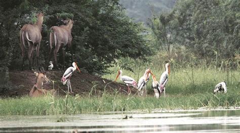 Sultanpur National Park set for green overhaul | Delhi News, The Indian Express