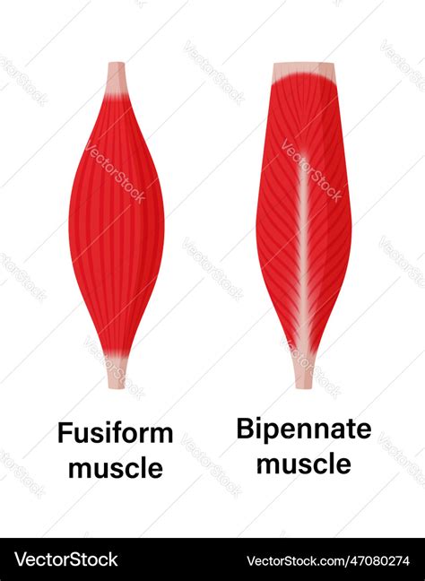 Muscle shape fusiform and bipennate Royalty Free Vector