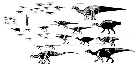 Ornithischian Size Comparison by ornithischophilia on DeviantArt