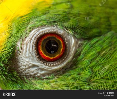 Close Shot Parrot Eye Image & Photo (Free Trial) | Bigstock