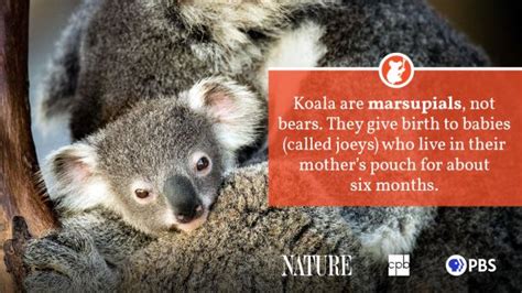 Koala Fact Sheet | Blog | Nature | PBS