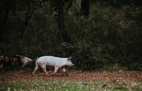 Yorkshire Pigs: Characteristics, Origin, Care, and Meat Production