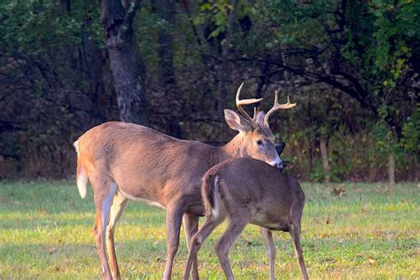 HD wallpaper: deer, buck, antlers, animal, wildlife, mammal, nature ...