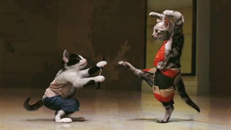 Funny and Wild Animals : Funny Animals Cats Fighting