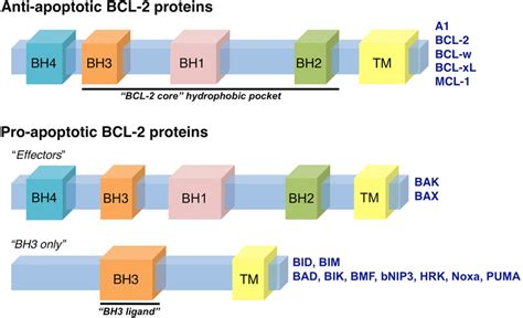 The BCL-2 family of proteins. The BCL-2 family of proteins is divided... | Download Scientific ...