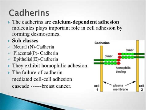 cell adhesion molecules