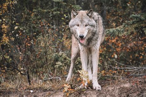 Where does the term "lone wolf" come from? - The Wolf Center