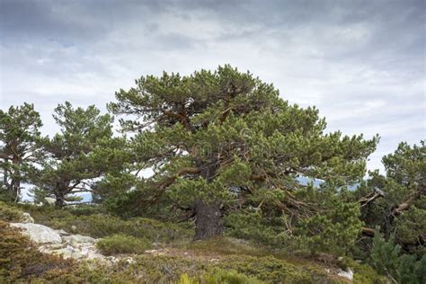 Scots pine forest stock image. Image of granitic, conifer - 92063903