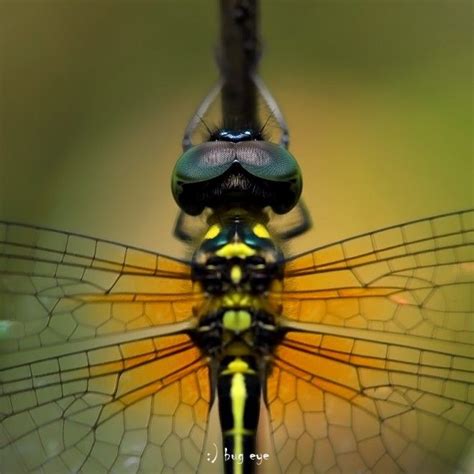 100 Award Winning Macro Photography examples for you | Macro ...