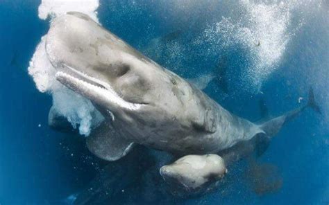 Buceo Diario de Neo on | Animales asombrosos, Mundo marino y Espíritu ...