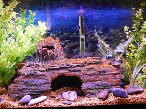 Live vs. Artificial Aquarium Plants: Which Are Better? - PetHelpful