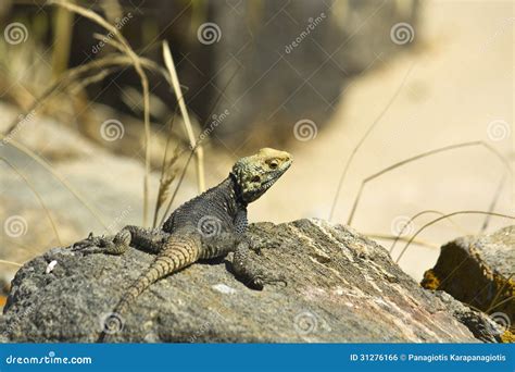 Starred Agama lizard stock photo. Image of body, nature - 31276166