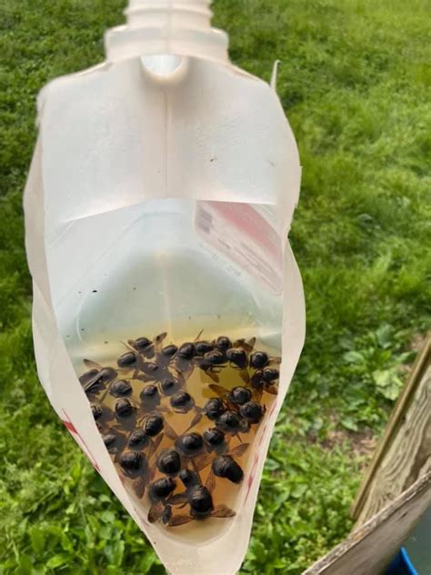 How To Make A Carpenter Bee Trap Using An Old Milk Jug | Bee traps ...