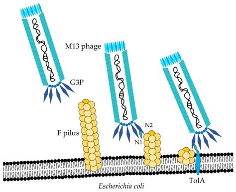 Toxins | Free Full-Text | Basics of Antibody Phage Display Technology