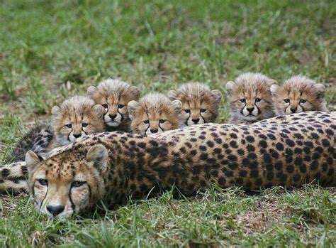 Mother cheetah and six cubs | Kitten | Pinterest | Cheetahs, Animal and Cat