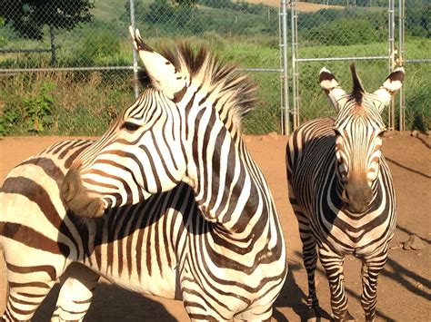 Rare Zebra Species Arrives at Smithsonian Conservation Biology Institute | Smithsonian's ...