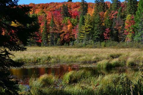 Fall Colors In Algonquin Park 2014