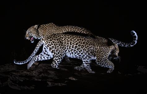 One Photographer's Pursuit To Capture Pictures Of The Elusive African Black Leopard | Here & Now