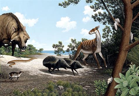 Florida Fossils: Oligocene Epoch – Exhibits