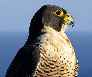 File:Peregrine falcon (Australia).JPG - Wikimedia Commons