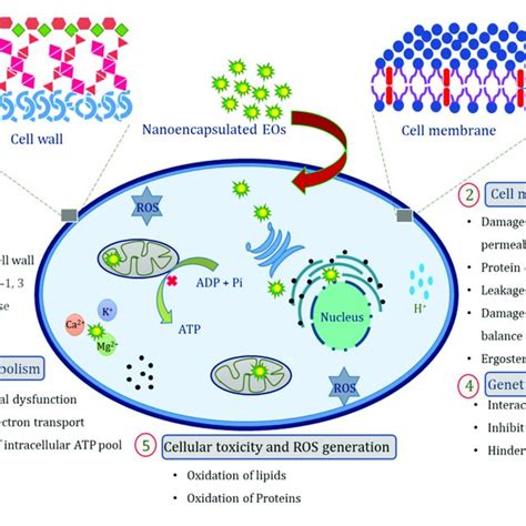 | Schematic representation of possible antifungal mechanisms of action ...