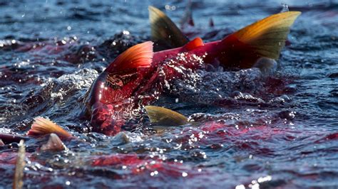 B.C. salmon: Fraser River run exceeds forecast | CTV News