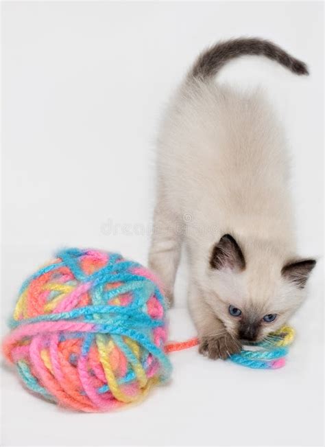 Cat Playing with Yarn Isolated Stock Photo - Image of curious, yarn ...