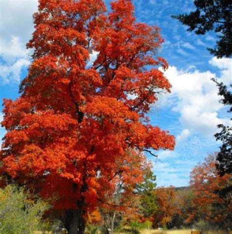 Lost Maples State Natural Area - Texas Parks and Wildlife | Vanderpool TX