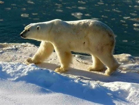 File:Polar Bear 2004-11-15.jpg - Wikipedia