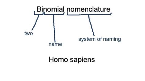 Binomial Nomenclature - Plant Taxonomy - Forestrypedia