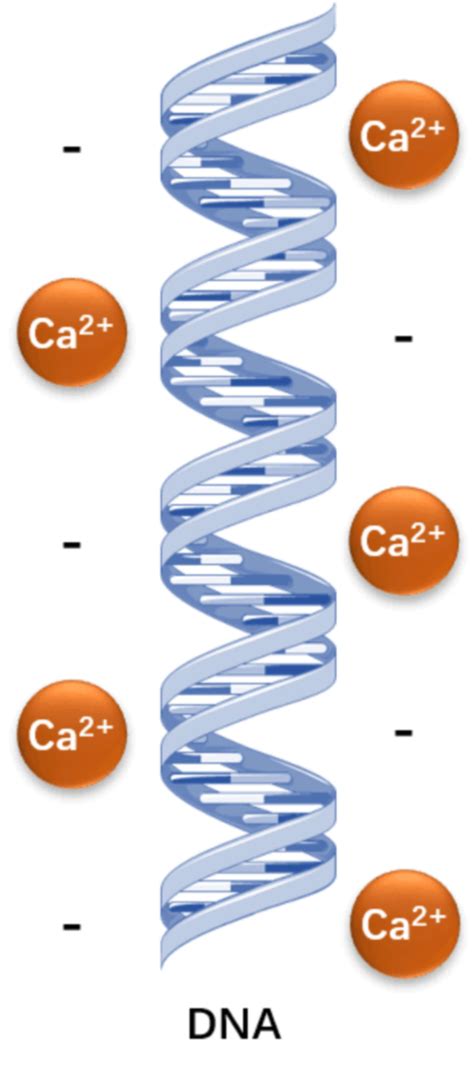 Calcium phosphate transfection - DocCheck