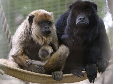 S.A. Zoo welcomes newborn monkeys