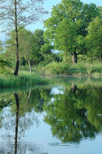 Premium Photo | Reflection of trees in the water