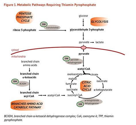 thiamine – Liberal Dictionary