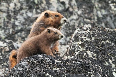 Endangered Vancouver Island Marmots Are Making a Comeback | WIRED