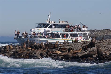 Seal Watching - Phillip Island Cruise & Tour - Wildlife Coast Cruises