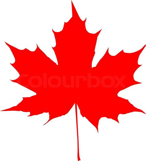 red maple leaf vector | Stock vector | Colourbox