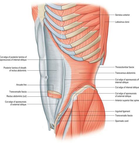 Anterior abdominal wall | Clinical Gate