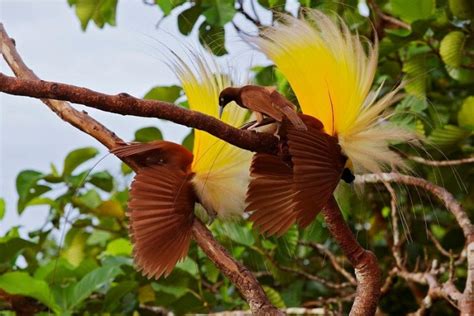 Gambar Burung Cendrawasih Hitam Putih – Caribes.net